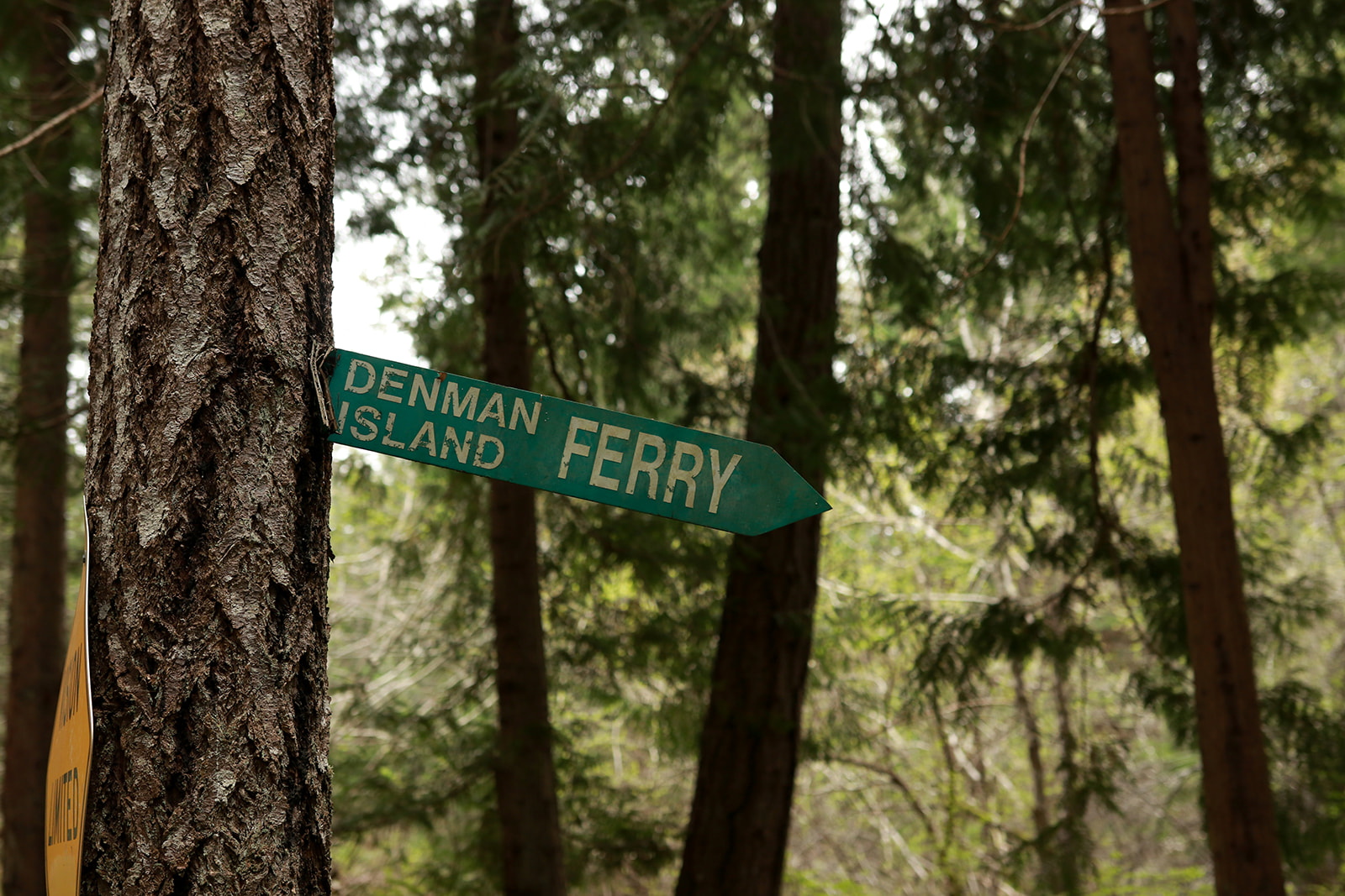 A weathered green sign on a tree reading Denman Island Ferry