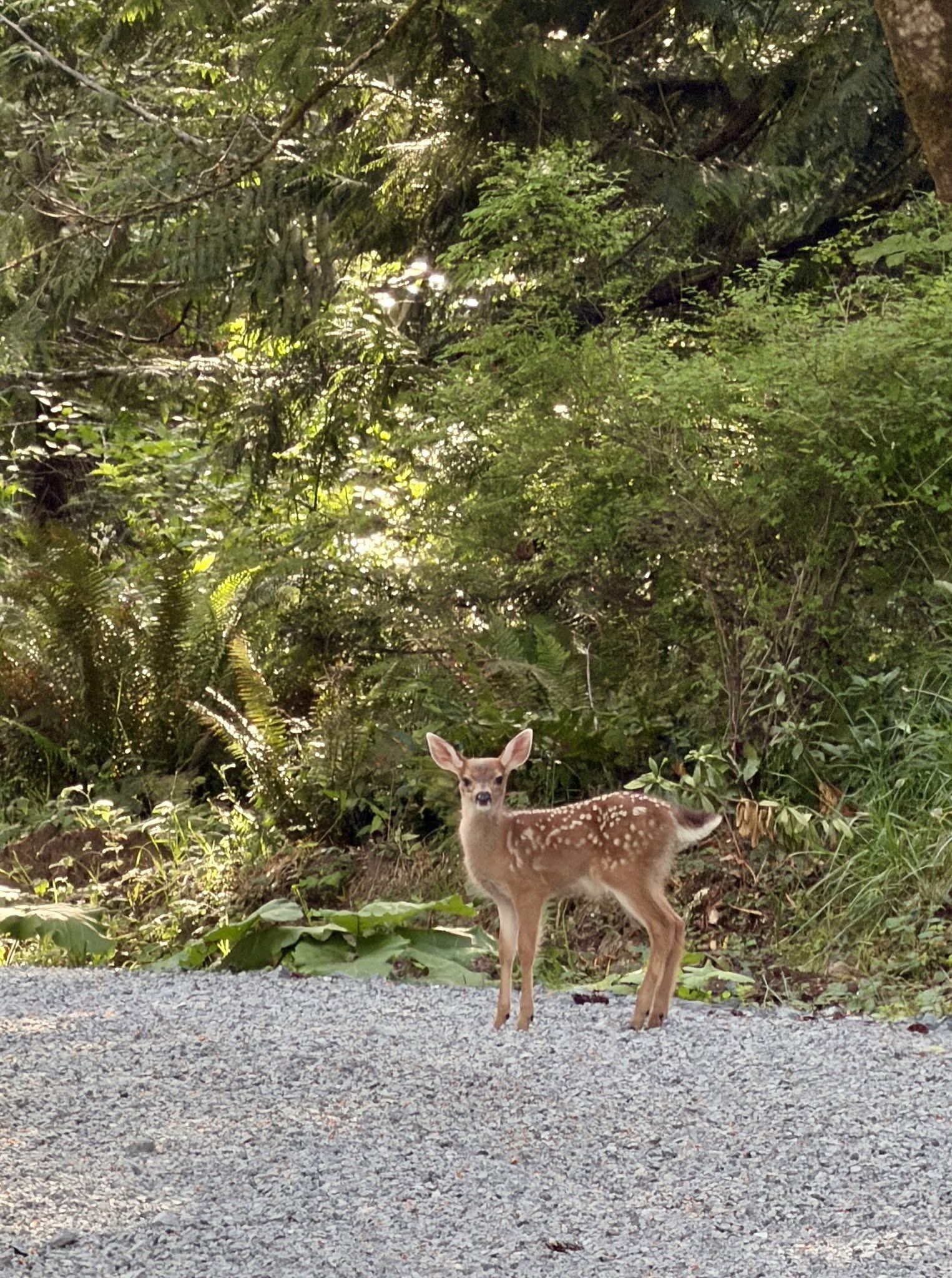 A spotted fawn standing at the forest edge along the gravel road