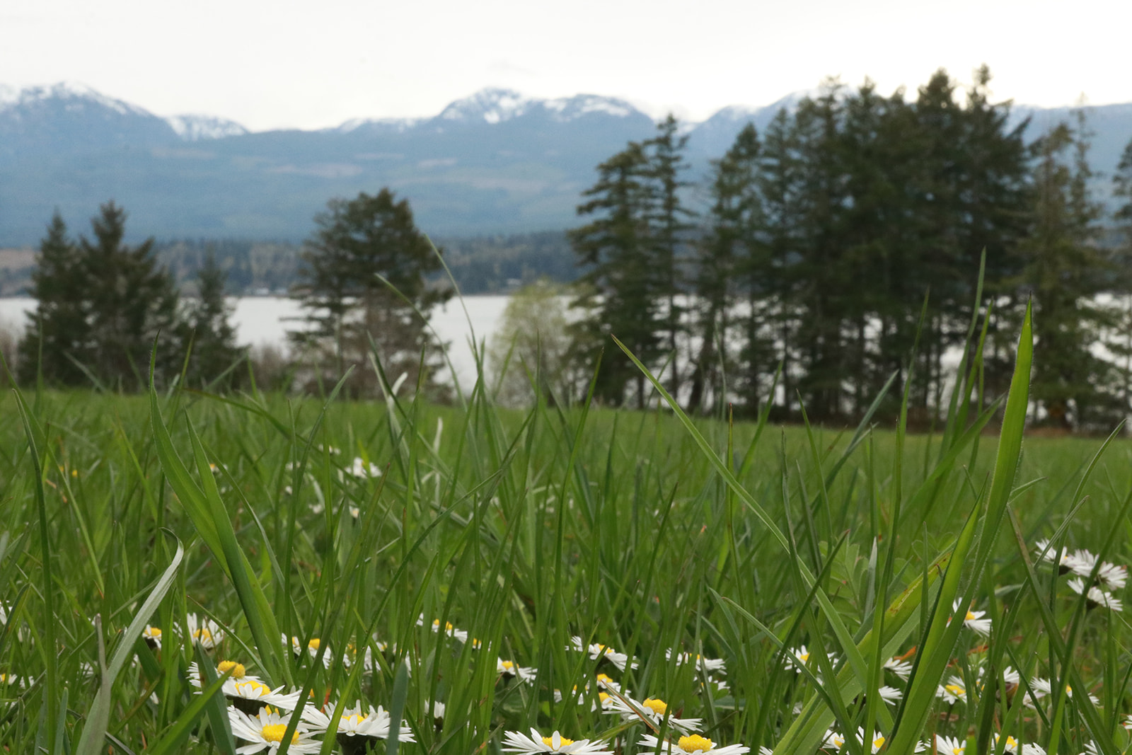 A daisy-filled meadow looking across Baynes Sound to snow-capped mountains