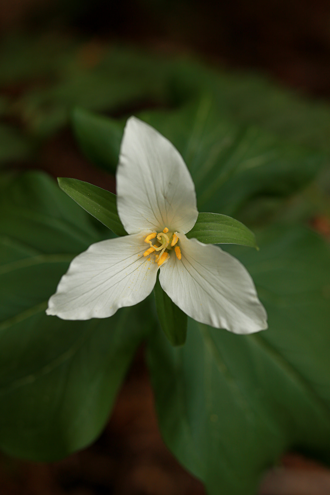 A western trillium blooming on the forest floor