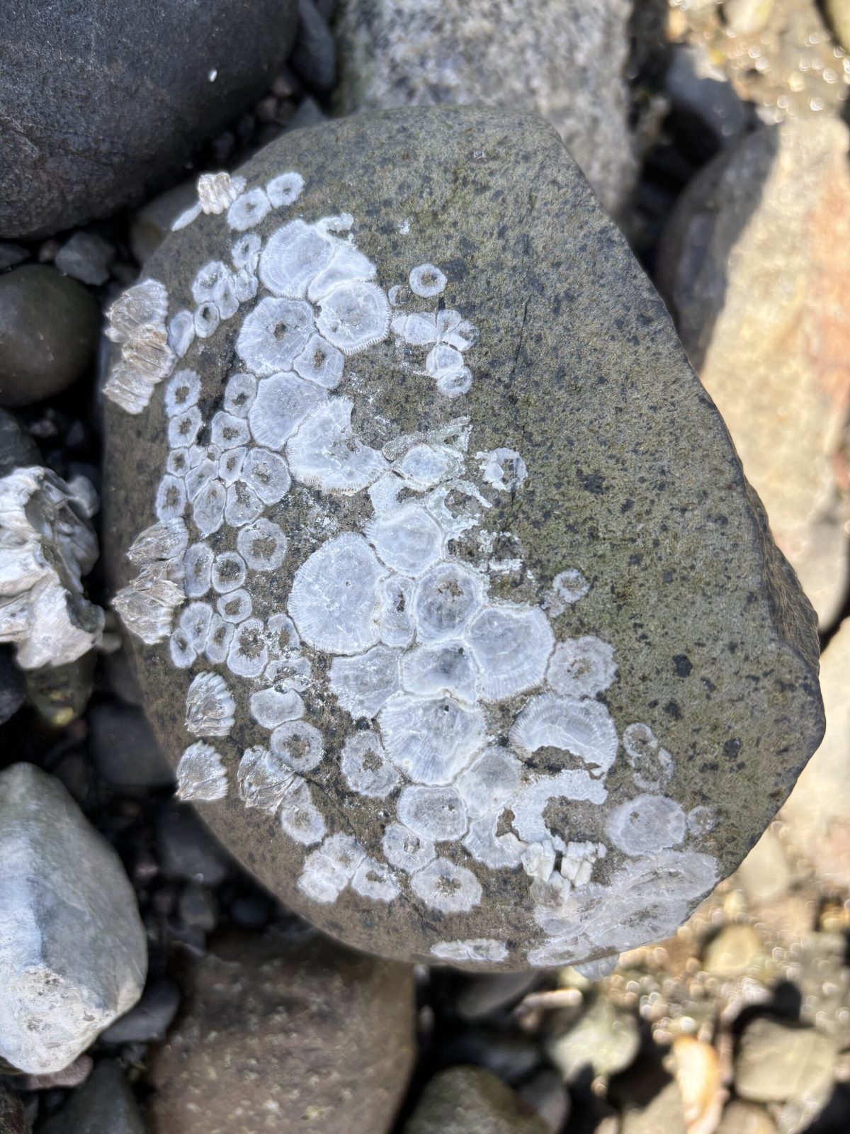 Barnacle rings patterning a shoreline stone