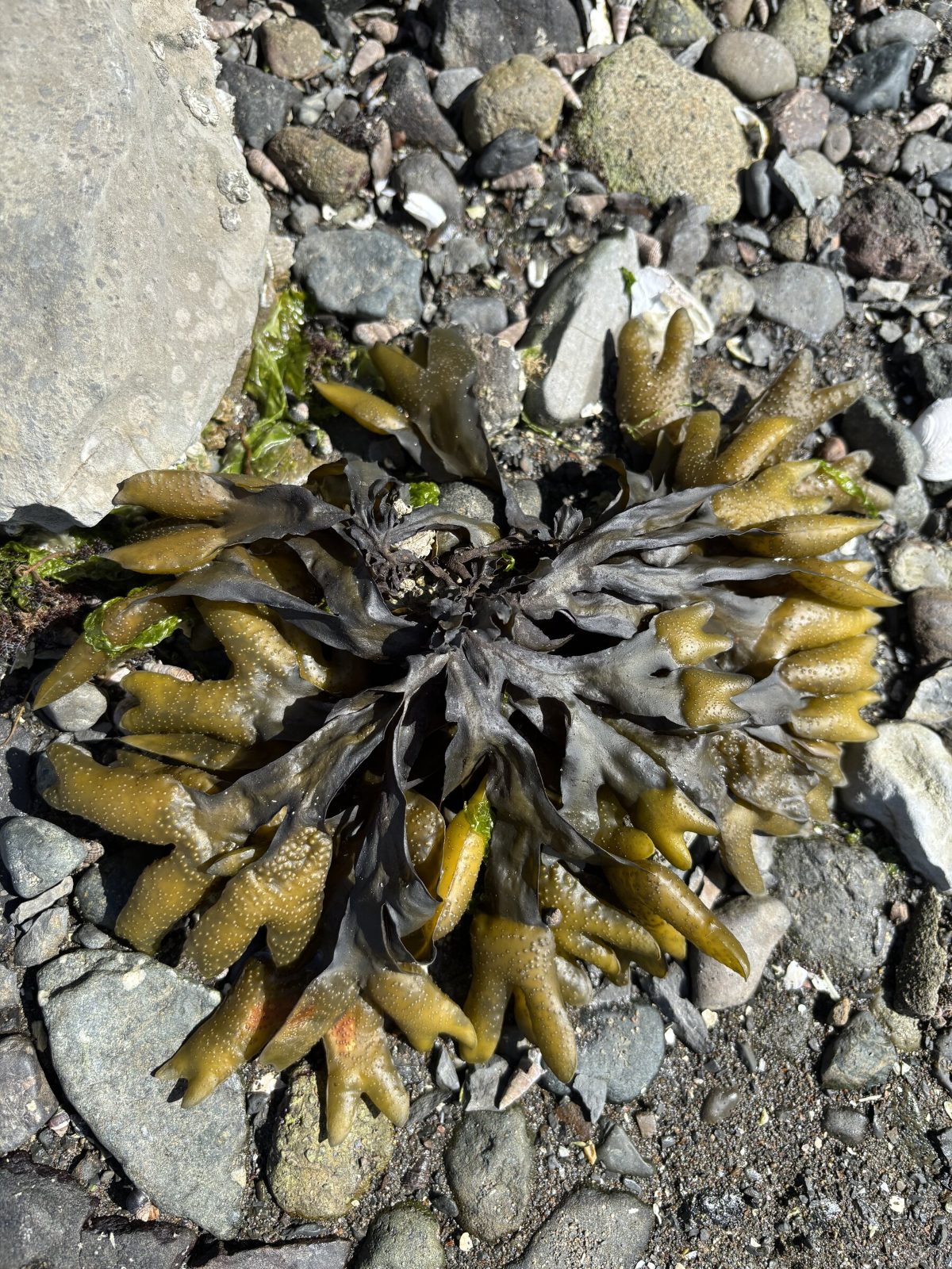 A rockweed rosette on the beach stones at low tide