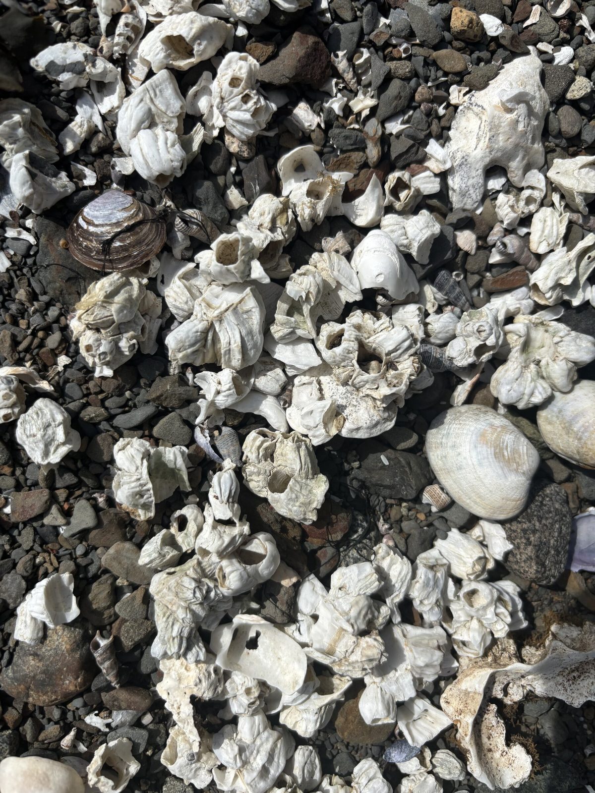 Shells and barnacles gathered on the pebble beach