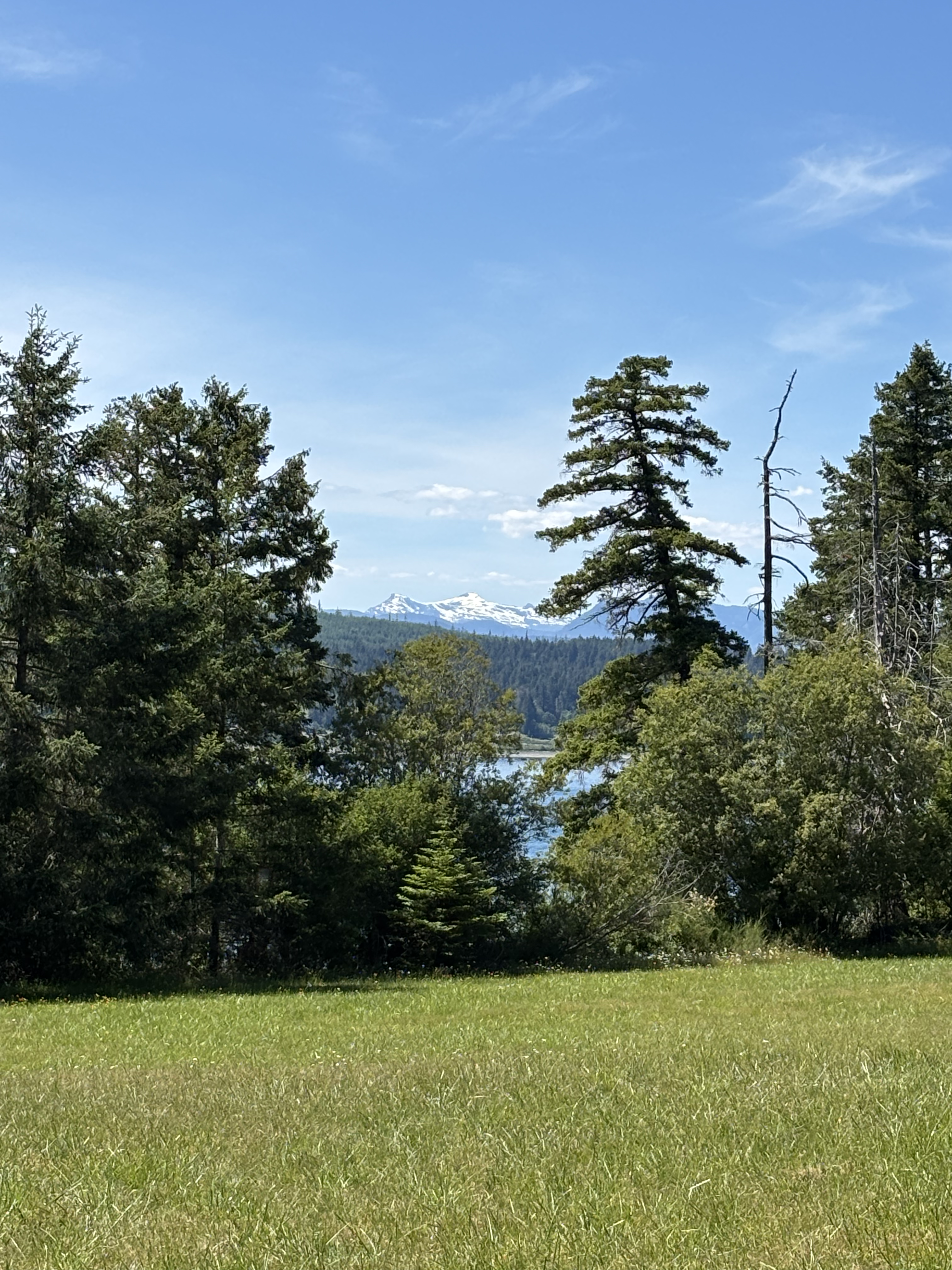 Snow-capped mountains framed by evergreens above Baynes Sound